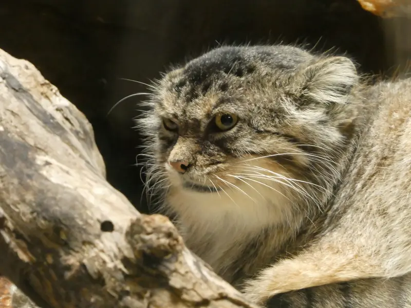 恩賜上野動物園のプリームラの写真