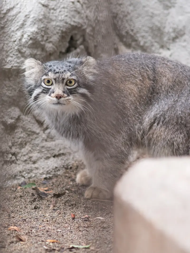 野毛山動物園のフィーガの写真
