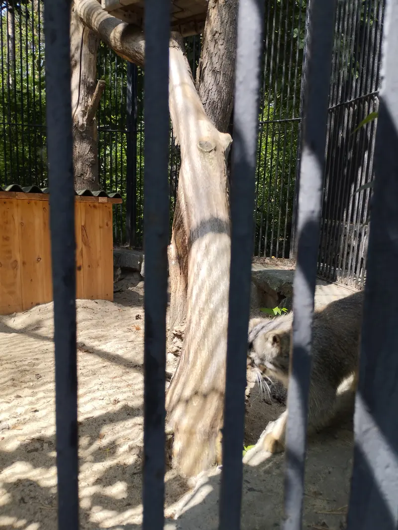 ノヴォシビルスク動物園のマヌルネコの写真