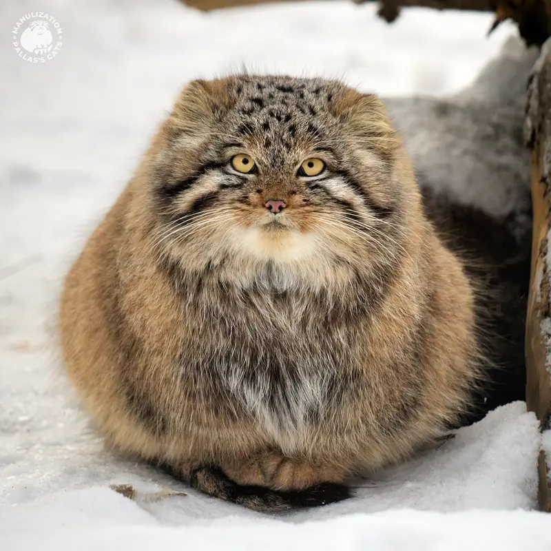 Another relocation of fluffy Siberians to India
