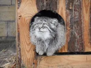 オポーレ動物園のパルルの写真