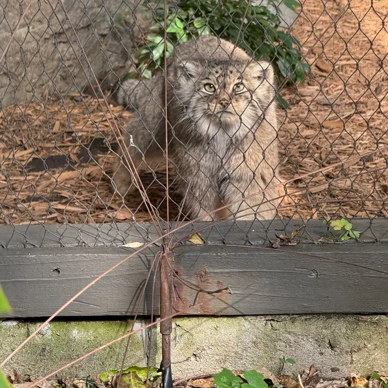 プロスペクト・パーク動物園のサルナイの写真