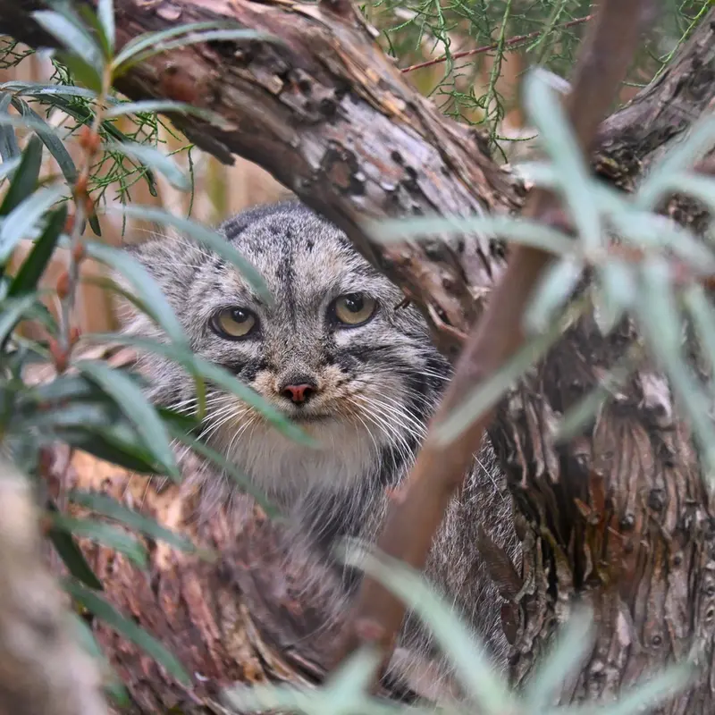 プラハ動物園のプリンセッサの写真