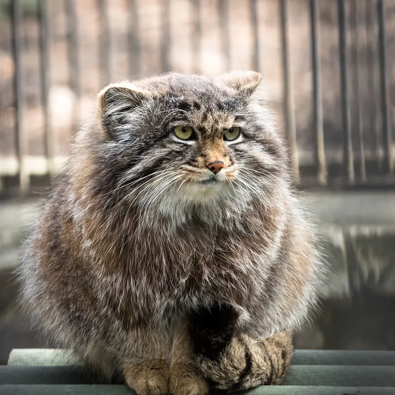 ノヴォシビルスク動物園のグレイの写真