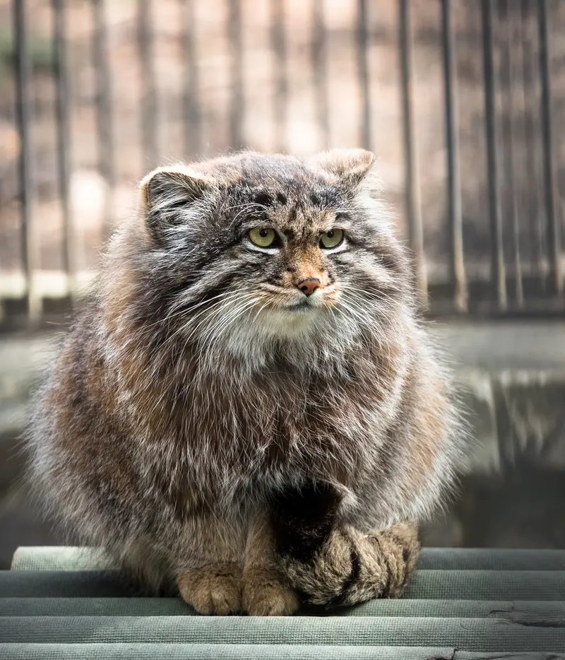 ノヴォシビルスク動物園のグレイの写真