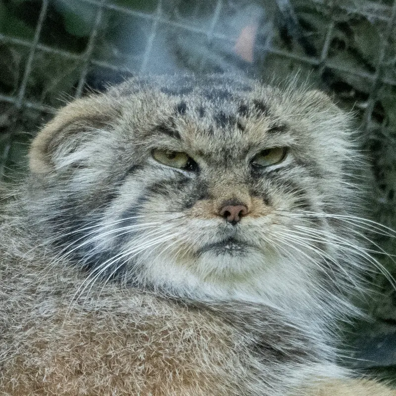 リヨン動物園のマヌルネコのコタ
