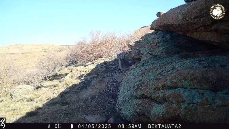 ベクタウアタ 2カメラトラップで撮影したOtocolobus manul manulの写真