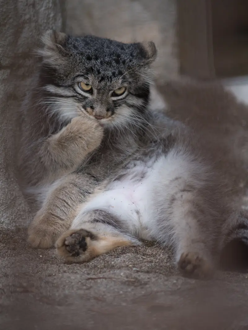 野毛山動物園のフィーガの写真