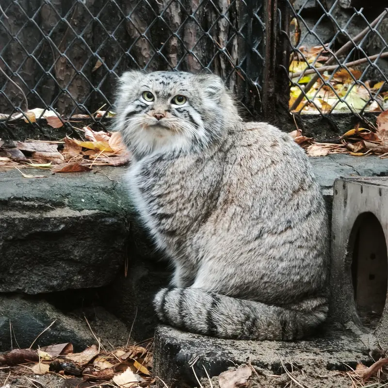 ノヴォシビルスク動物園のルフの写真