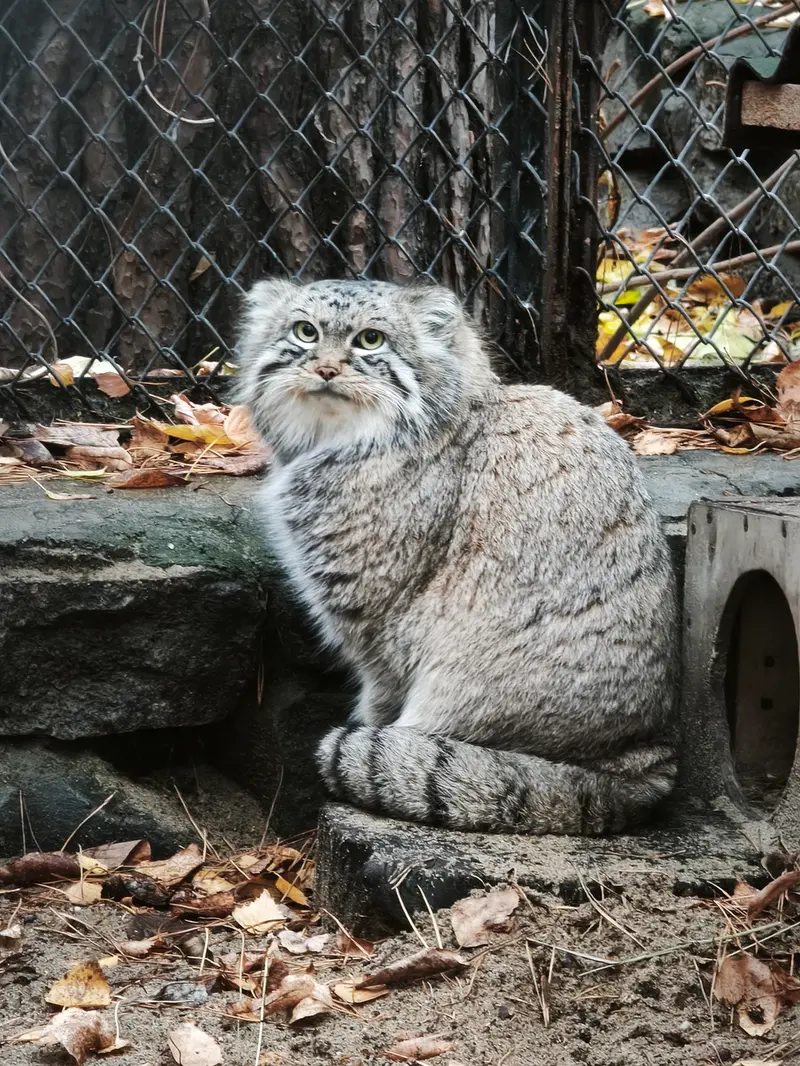 ノヴォシビルスク動物園のルフの写真