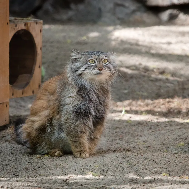 ノヴォシビルスク動物園のスネジャナの写真