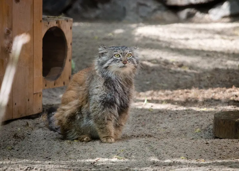 ノヴォシビルスク動物園のスネジャナの写真