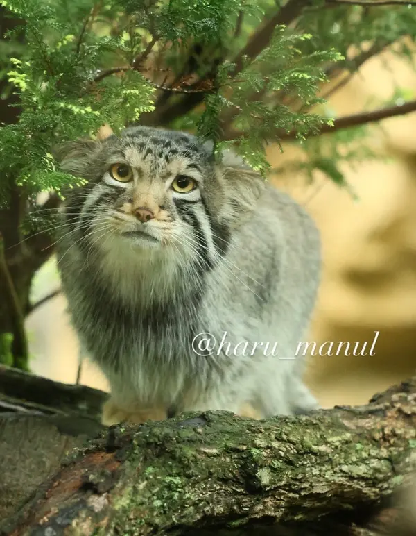 那須どうぶつ王国のナゴムの写真