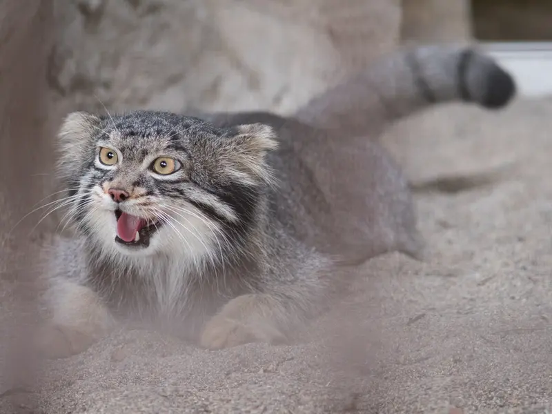 野毛山動物園のフィーガの写真