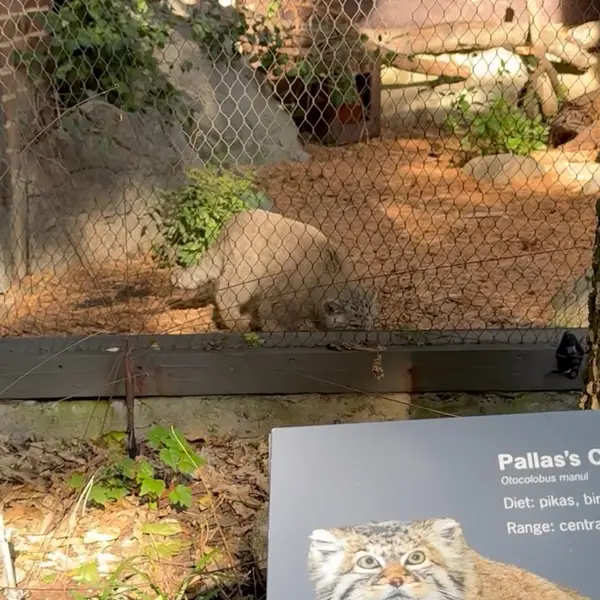 プロスペクト・パーク動物園のサルナイとバトゥの写真