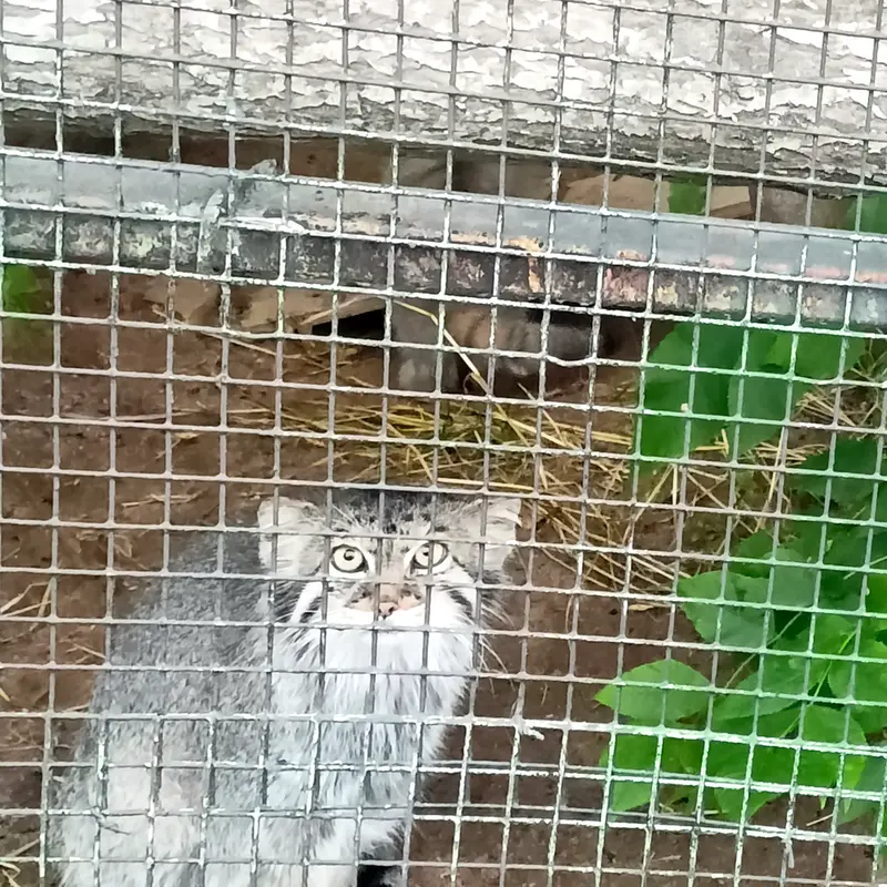 マヌルネコの写真