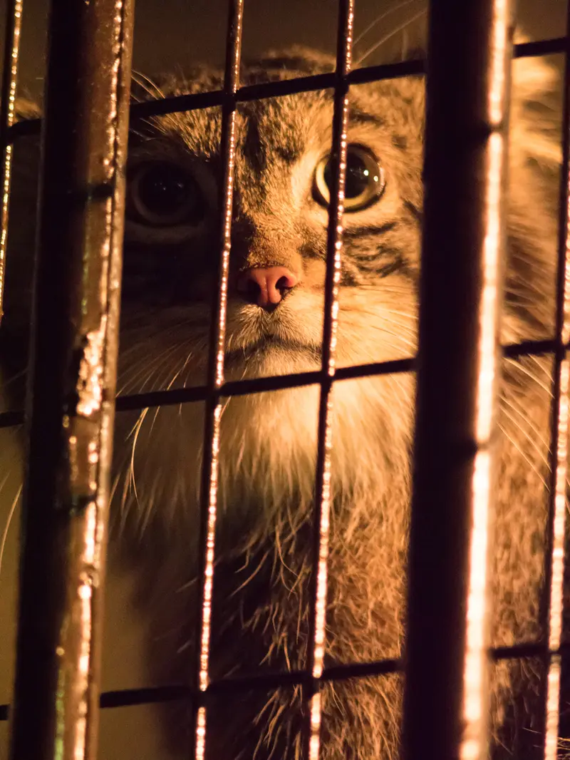 野毛山動物園のフィーガの写真
