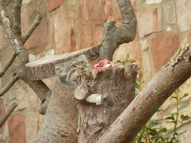 エディンバラ動物園のダッチェスの写真