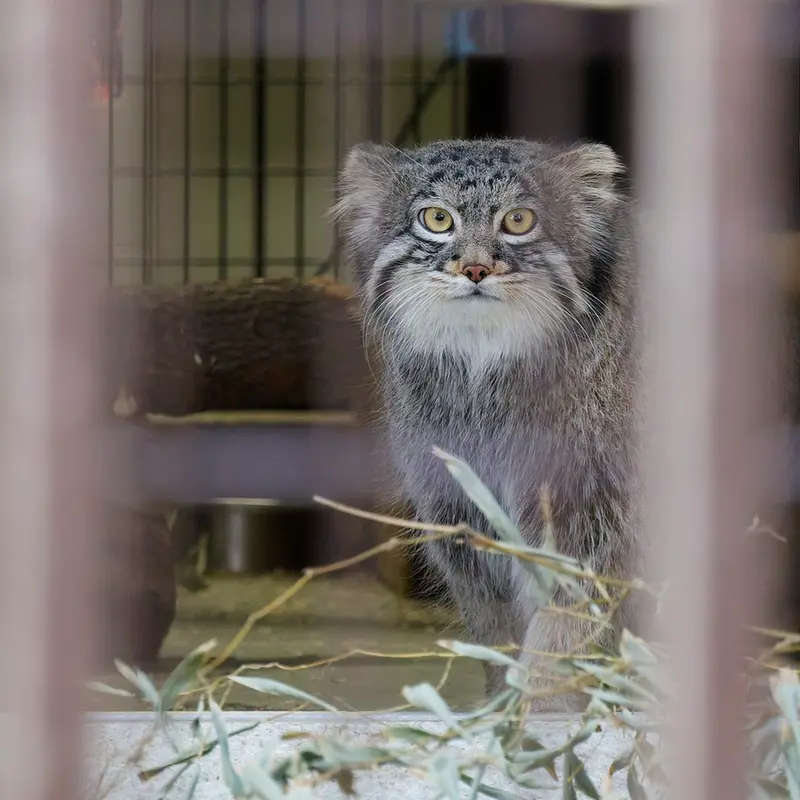 野毛山動物園のフィーガの写真