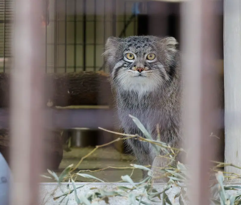 野毛山動物園のフィーガの写真