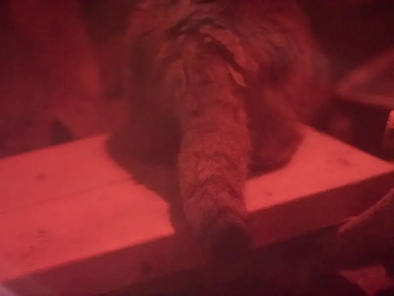 恩賜上野動物園のナイマの写真