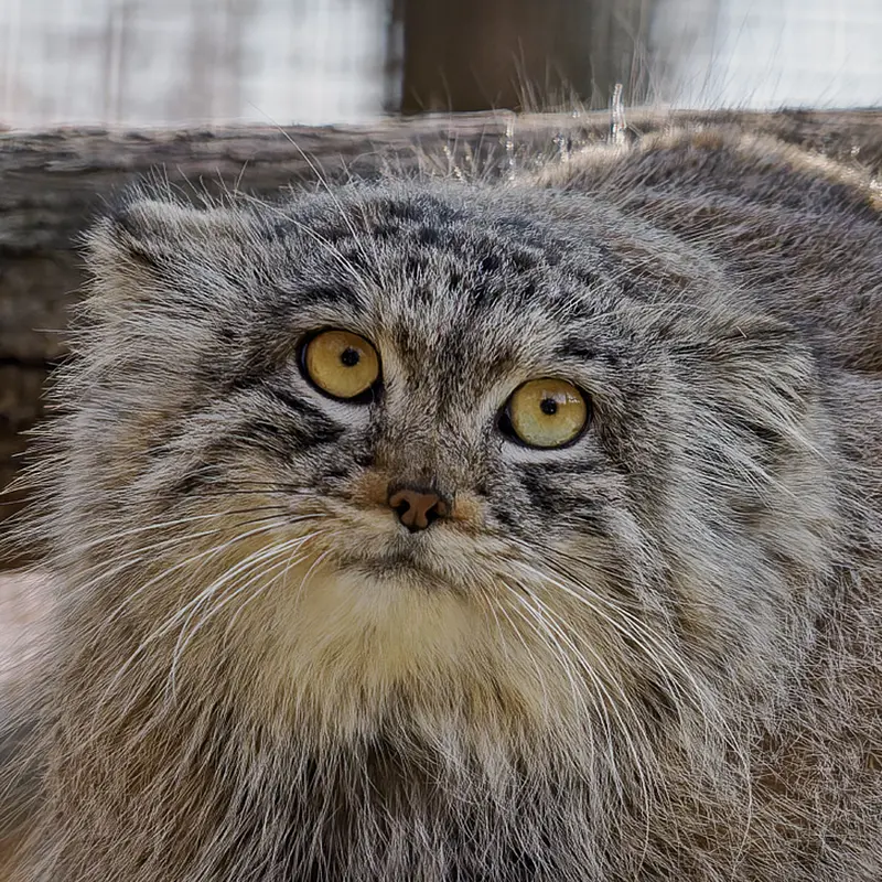 ブルノ動物園のマヌルネコのアリウナー