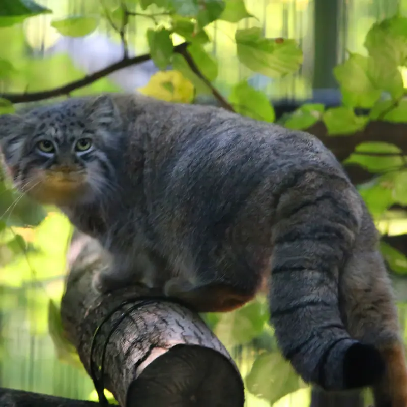 クラクフ動物園のツァスの写真
