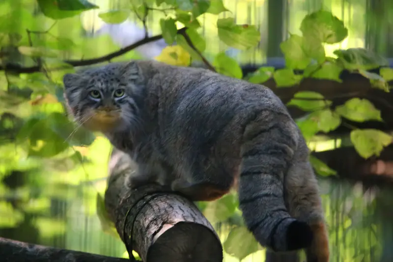 クラクフ動物園のツァスの写真