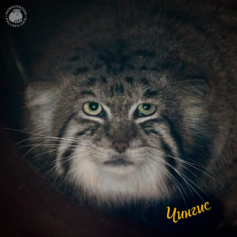 クラクフ動物園のジンギスの写真
