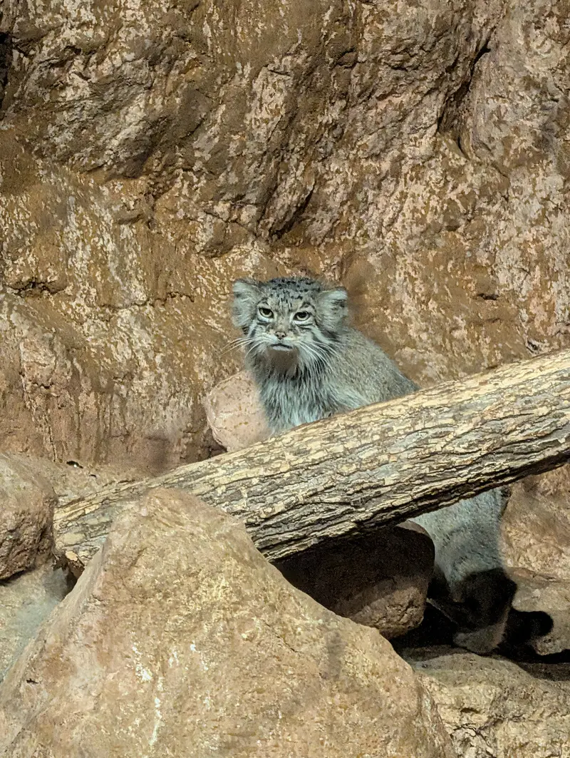 ブルックフィールド動物園シカゴのルビーの写真