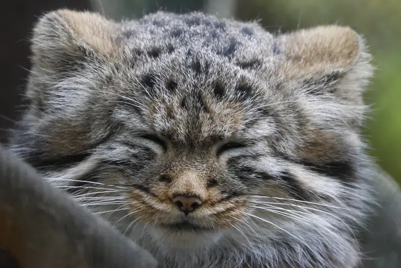 ノヴォシビルスク動物園のマヌルネコの写真