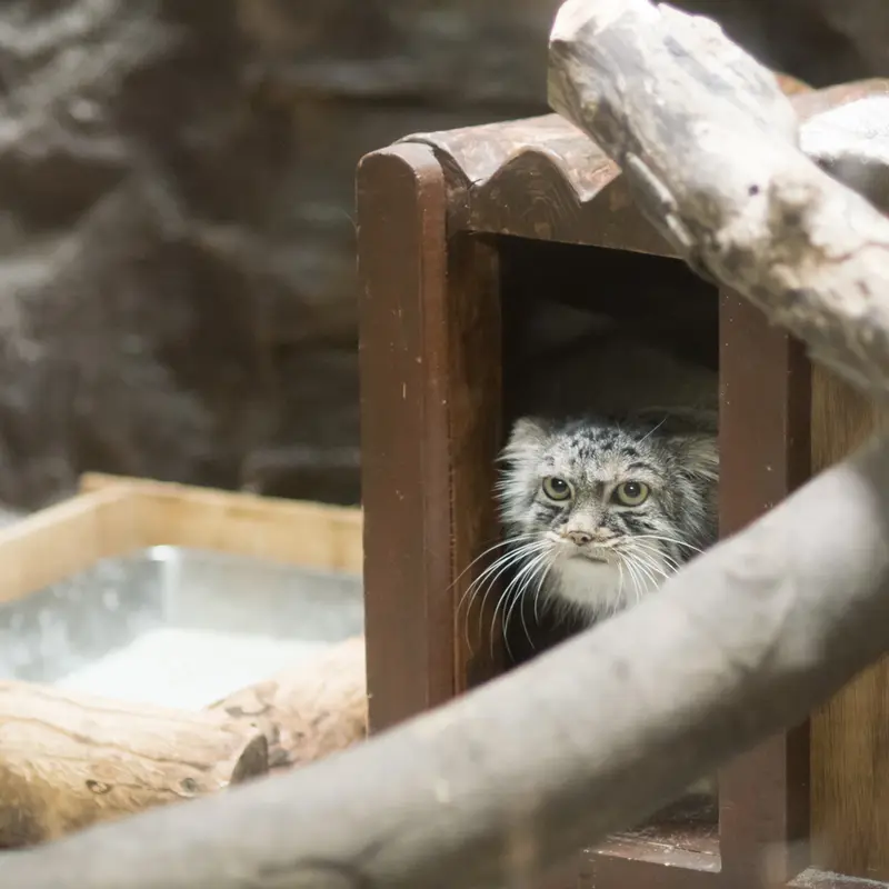 恩賜上野動物園のサフランの写真