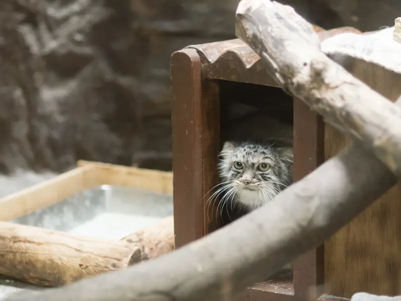恩賜上野動物園のサフランの写真
