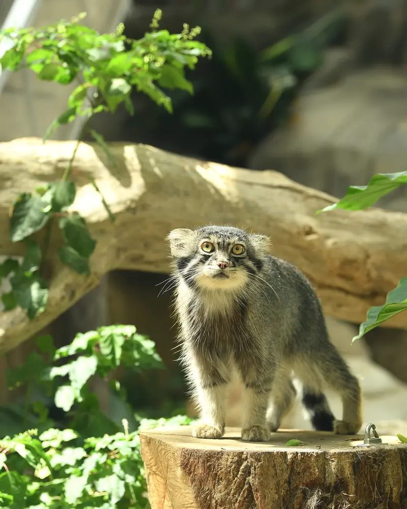 神戸どうぶつ王国のナルの写真