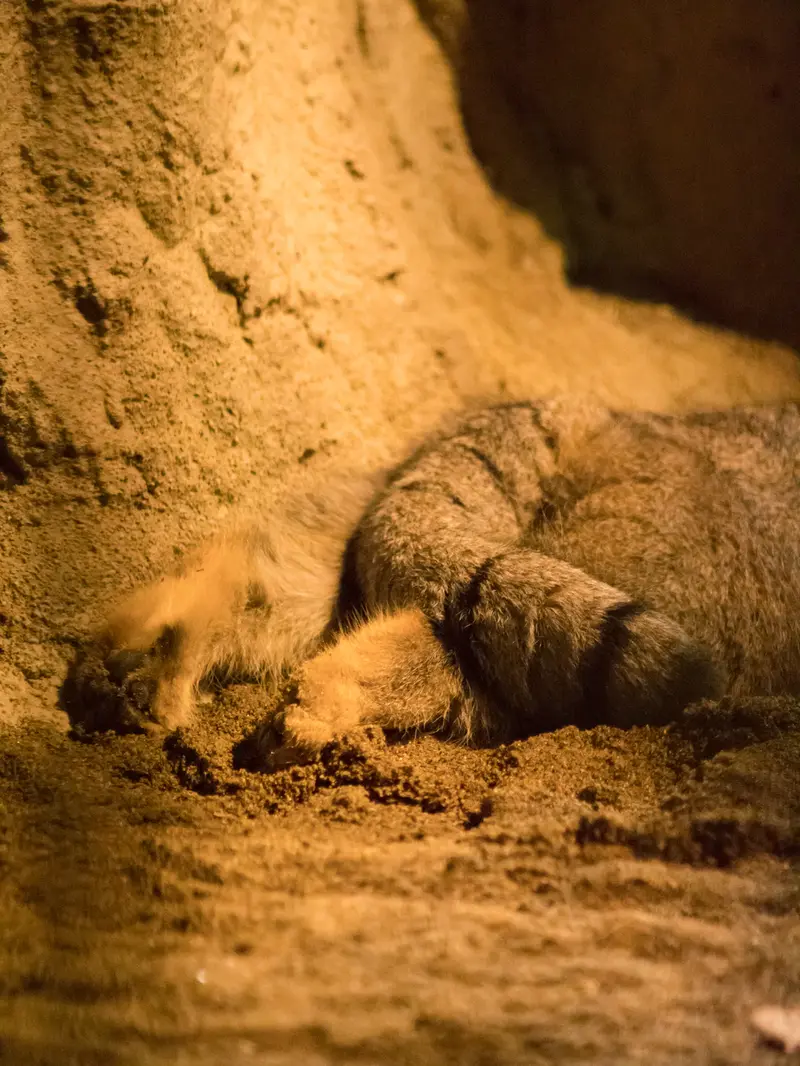 野毛山動物園のフィーガの写真