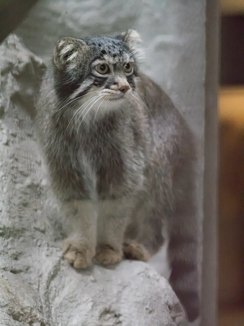 野毛山動物園のフィーガの写真