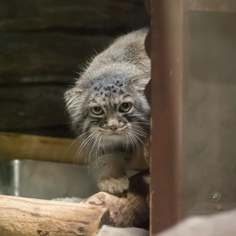恩賜上野動物園のサフランの写真