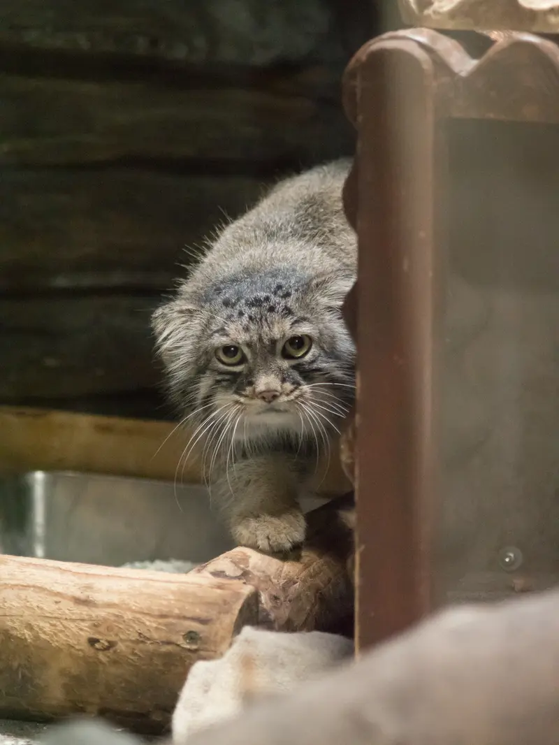 恩賜上野動物園のサフランの写真