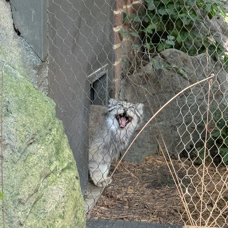 プロスペクト・パーク動物園のバトゥの写真