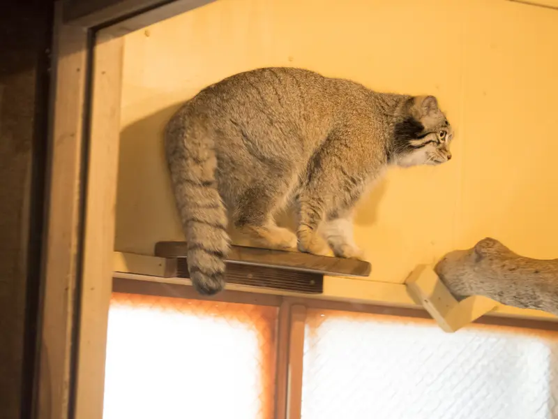 埼玉県こども動物自然公園のオトの写真