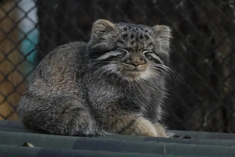ノヴォシビルスク動物園のマヌルネコの写真