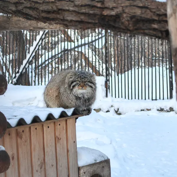 ノヴォシビルスク動物園のレオンの写真