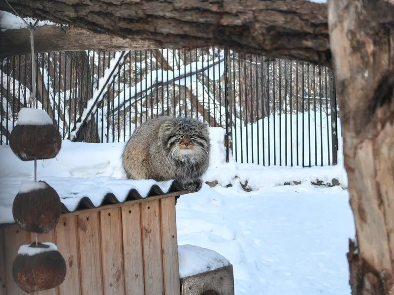 ノヴォシビルスク動物園のレオンの写真