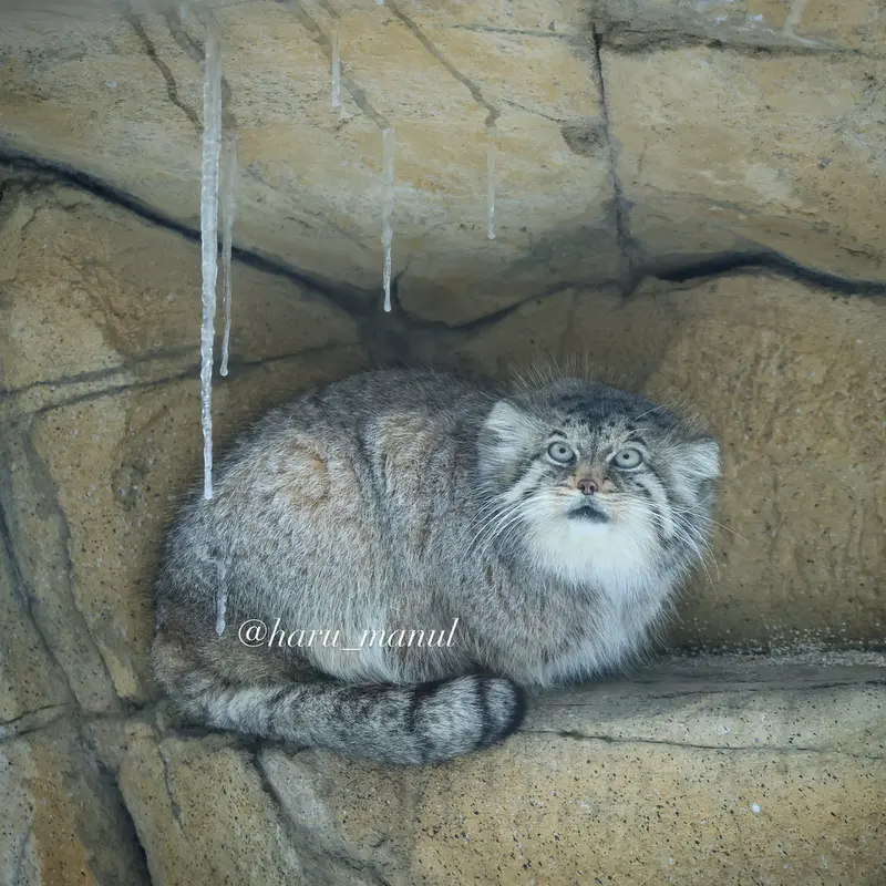 那須どうぶつ王国のポリーの写真