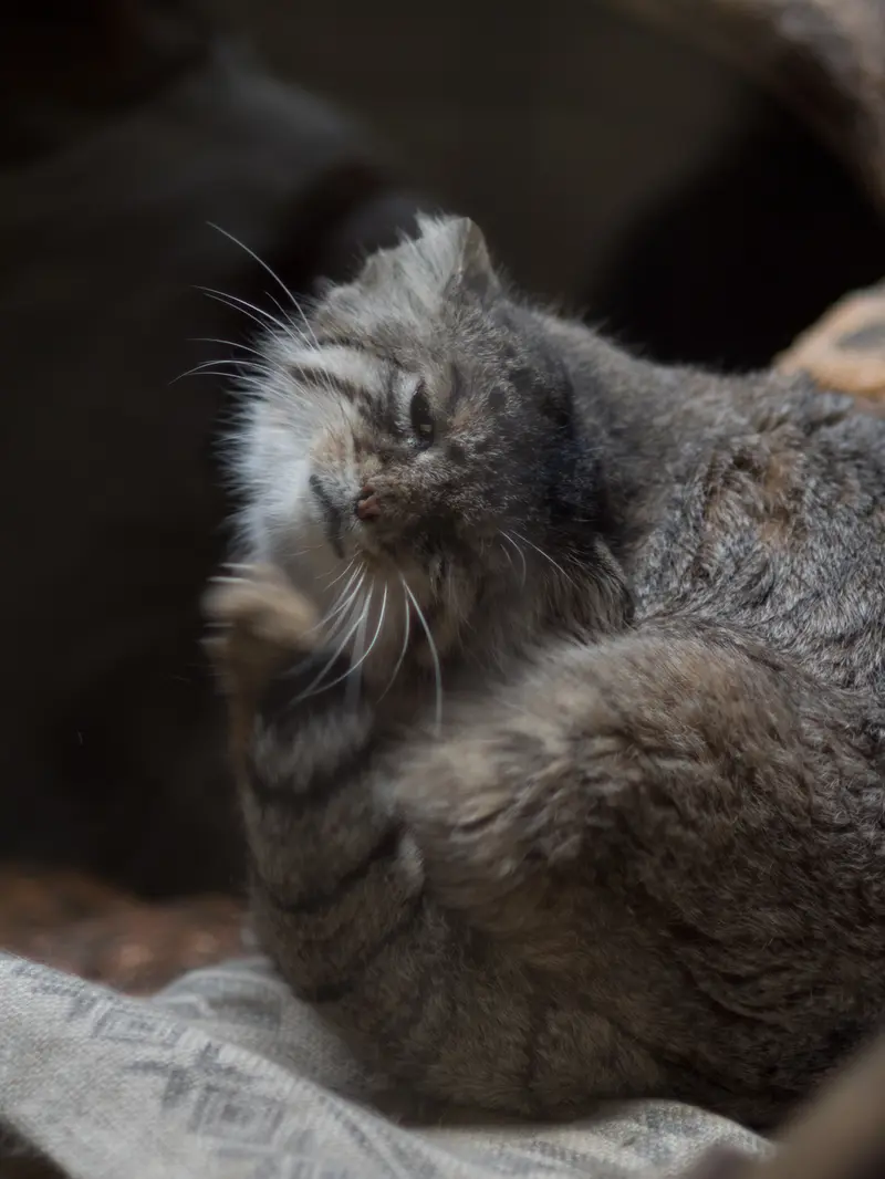 恩賜上野動物園のプリームラの写真