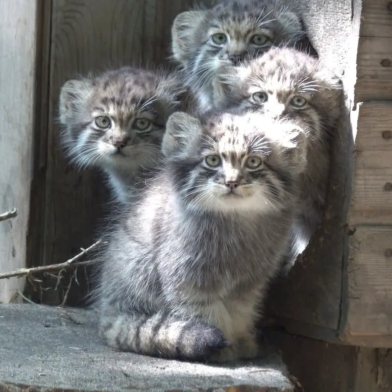 ノヴォシビルスク動物園のマリク、ミアの息子 2022 Ⅲ、ミアの娘 2022 Ⅳとバユンの写真