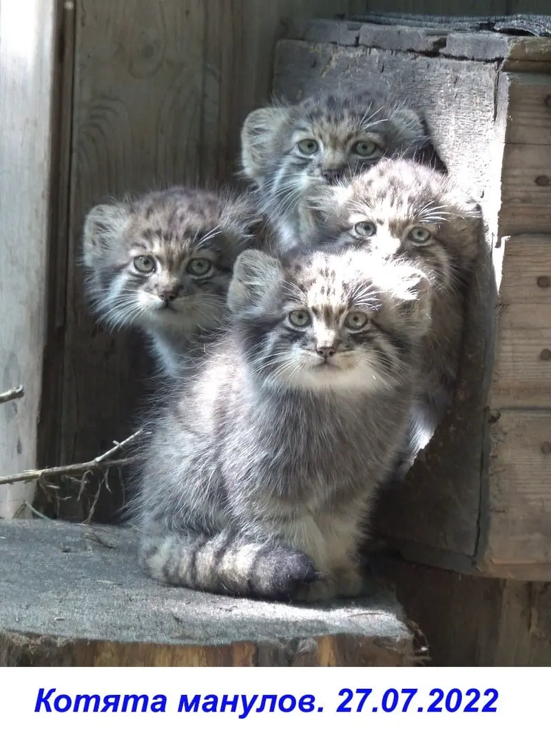 ノヴォシビルスク動物園のマリク、ミアの息子 2022 Ⅲ、ミアの娘 2022 Ⅳとバユンの写真