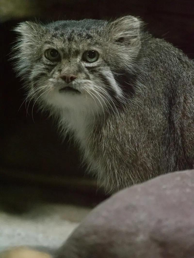 恩賜上野動物園のクリョンの写真