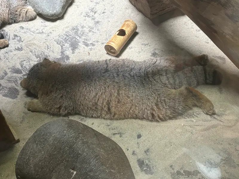 恩賜上野動物園のアブリコースの写真