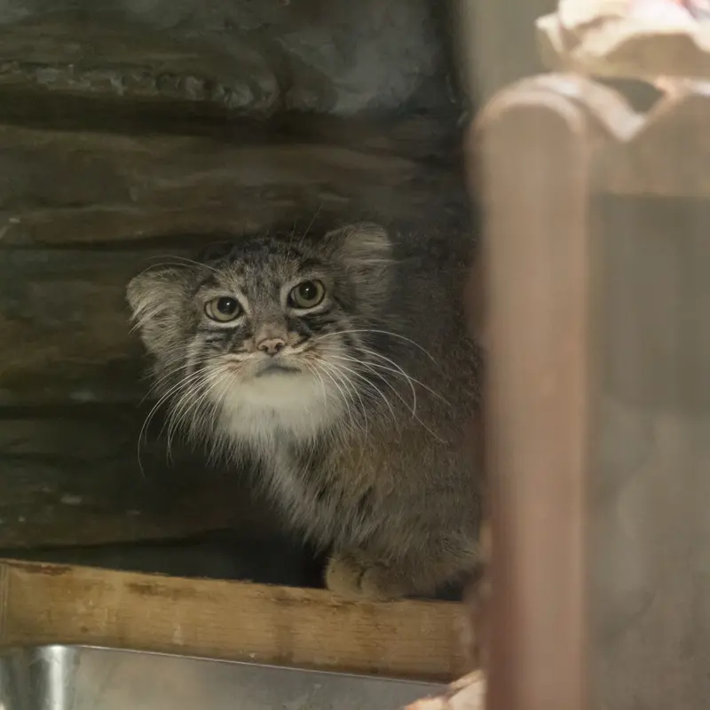 恩賜上野動物園のサフランの写真